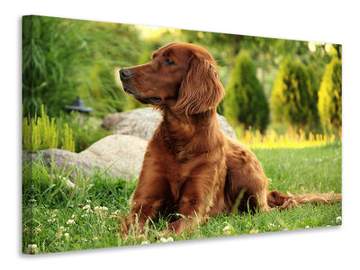 Vászonképek Attentive Irish Setter