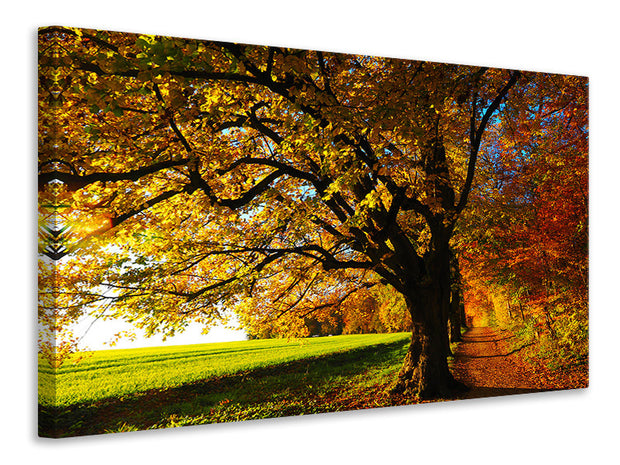 Vászonképek Trees in the autumn