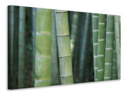 Vászonképek Bamboo in XXL