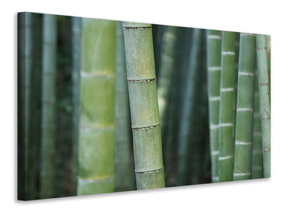 Vászonképek Bamboo in XXL