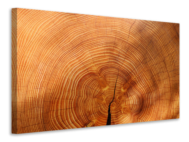 Vászonképek tree rings