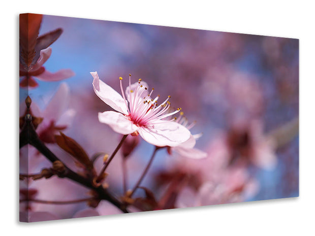 Vászonképek Close up cherry blossom