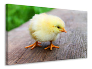 Vászonképek The chick