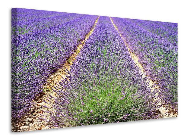 Vászonképek The lavender field