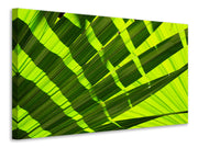 Vászonképek The palm leaf in XL