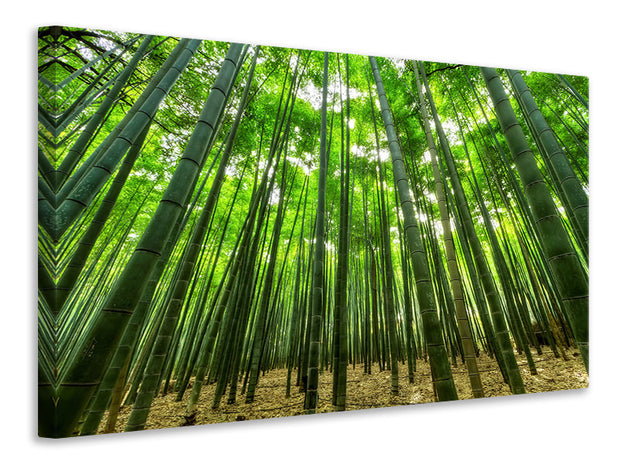 Vászonképek The bamboo forest