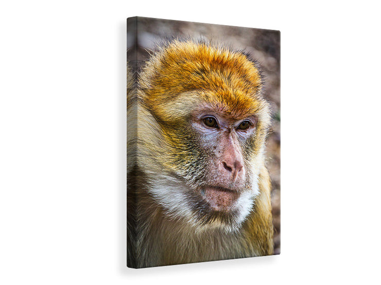 Vászonképek The Barbary macaque