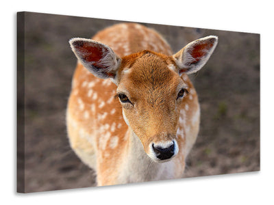 Vászonképek The fallow deer