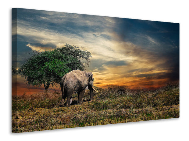 Vászonképek The elephant in the sunset