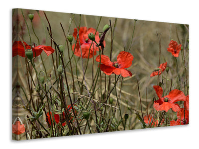 Vászonképek The poppy in nature