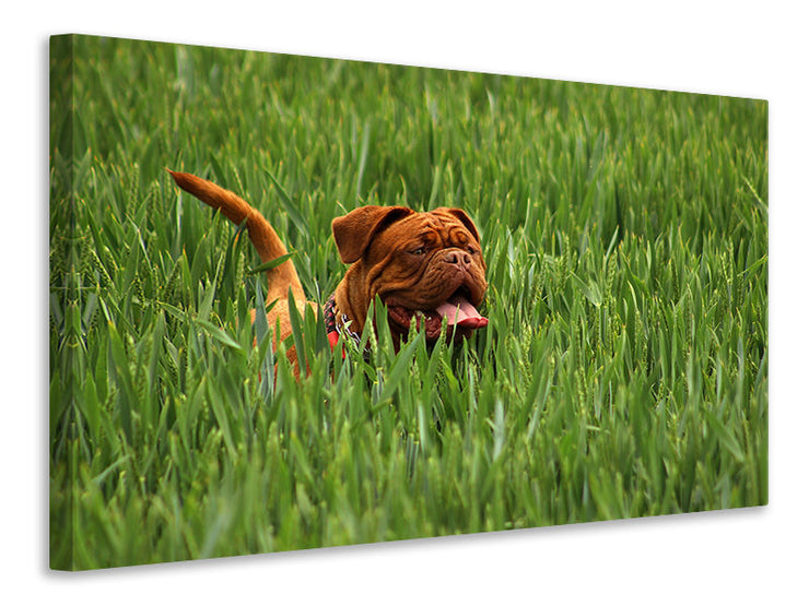 Vászonképek The mastiff in the grass