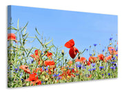 Vászonképek The poppy in the flower meadow