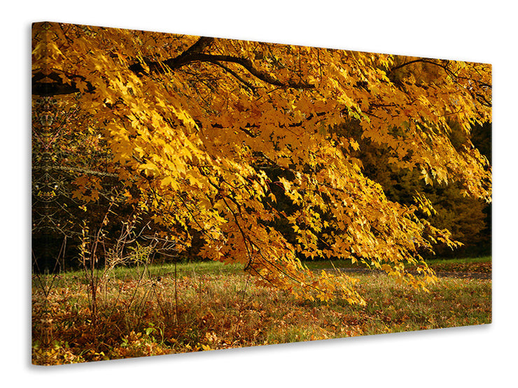 Vászonképek The magnificent autumn tree