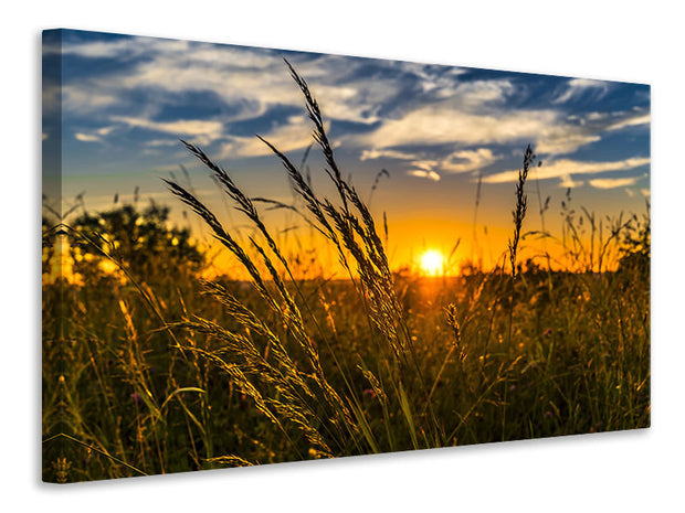 Vászonképek The sunset on the field