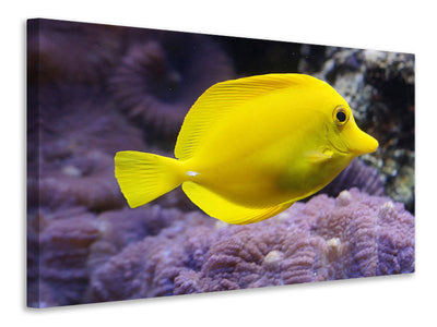 Vászonképek The lemon-doctor fish