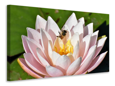 Vászonképek The bee on the water lily