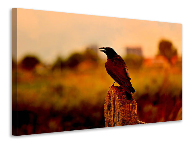 Vászonképek The crow in the evening light