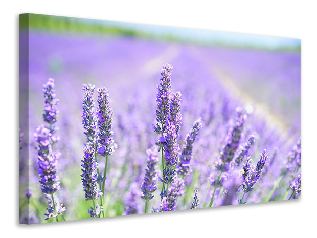 Vászonképek The lavender blossom