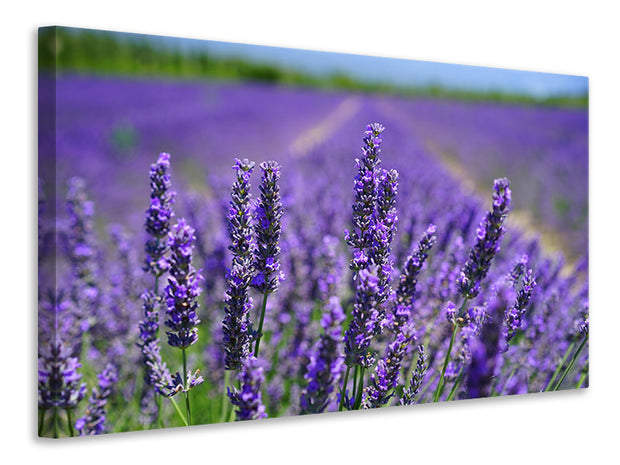 Vászonképek The lavender flowers