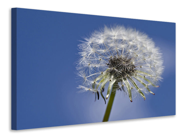 Vászonképek The dandelion in XXL