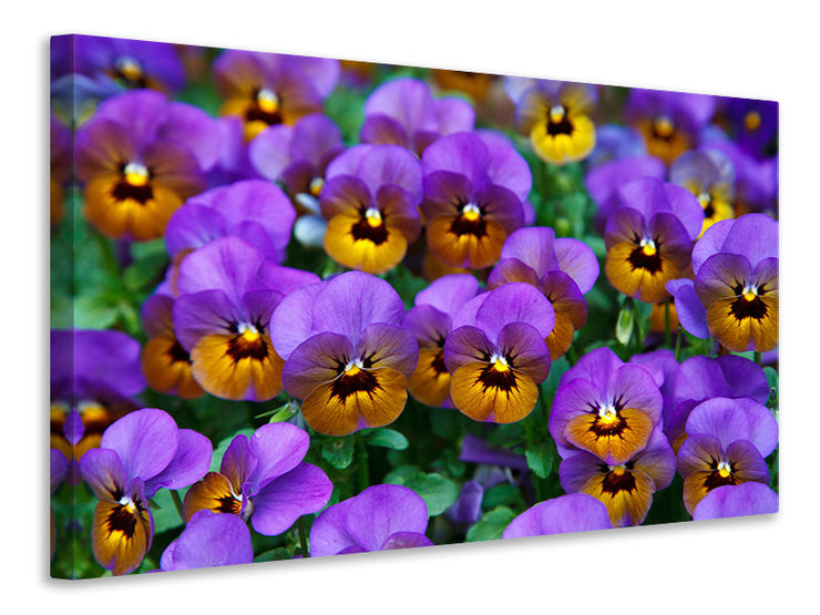 Vászonképek The pansies