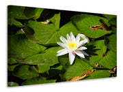 Vászonképek The white water lily