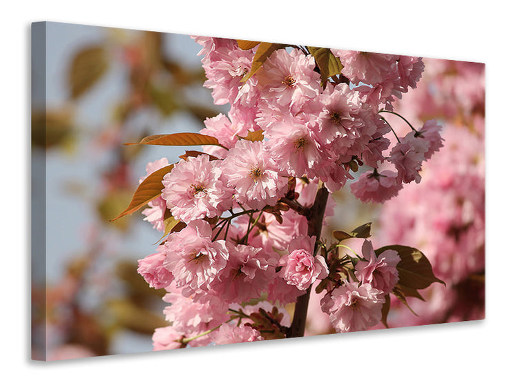 Vászonképek The ornamental cherry