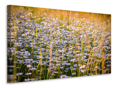 Vászonképek A field full of camomile