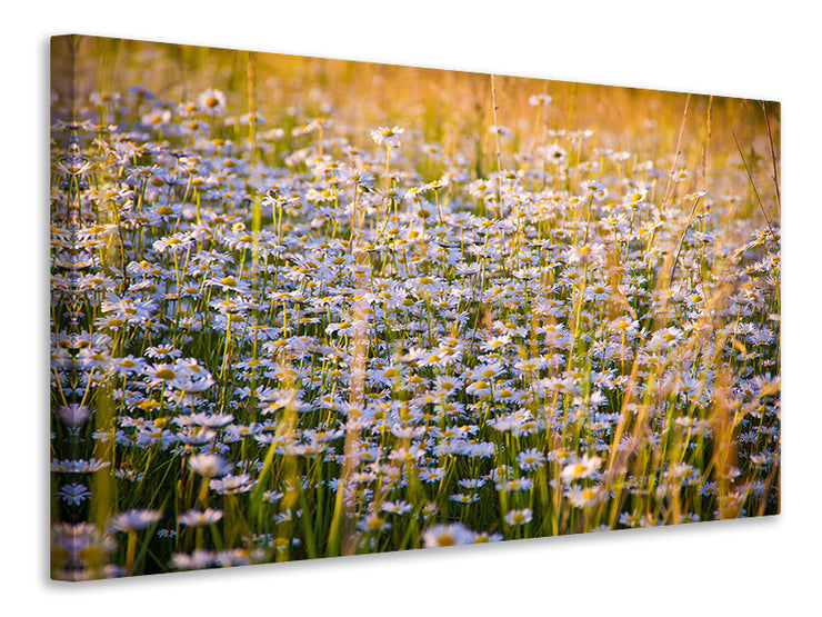 Vászonképek A field full of camomile