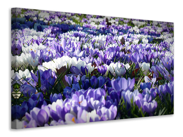 Vászonképek A field full of crocuses