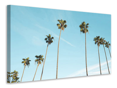 Vászonképek A sky full of palm trees