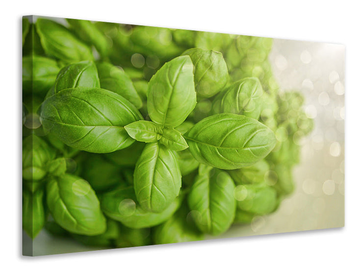 Vászonképek A bouquet of basil