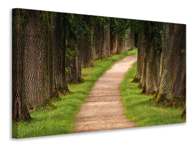 Vászonképek A path in the forest