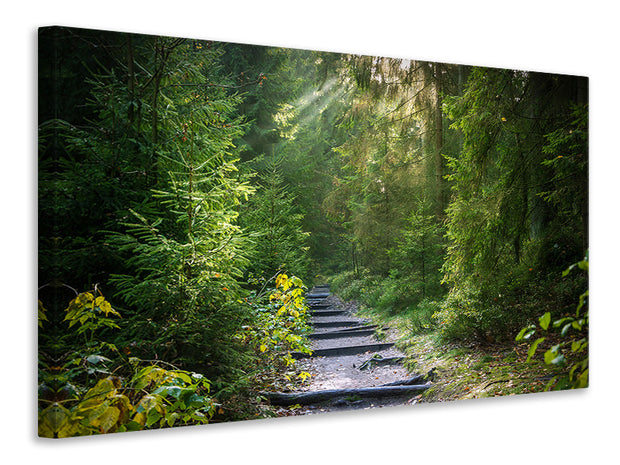 Vászonképek A path between firs