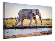 Vászonképek Elephant in the nature