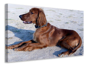 Vászonképek Elegant Irish Setter