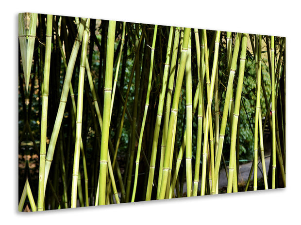 Vászonképek Fresh bamboo