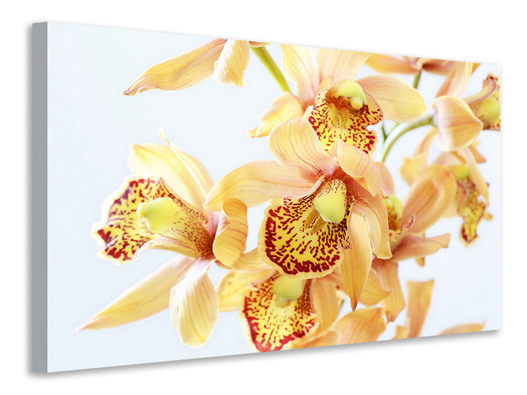 Vászonképek Yellow orchid
