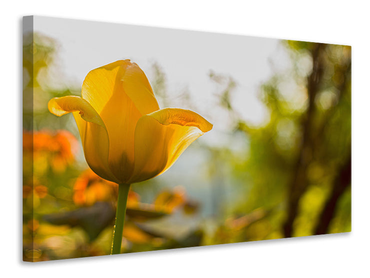 Vászonképek Yellow tulip in the nature