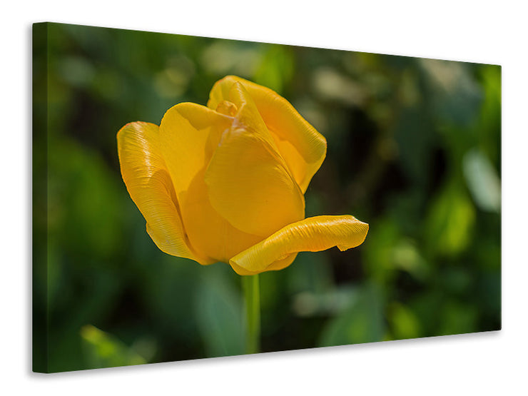 Vászonképek Yellow tulip XL