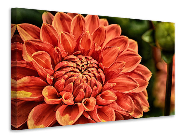 Vászonképek Painting of a dahlia