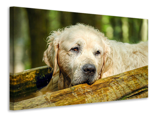 Vászonképek Golden Retriever in nature