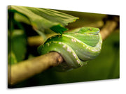 Vászonképek Green snake