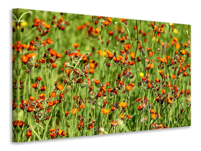 Vászonképek hawkweeds