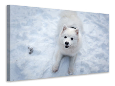 Vászonképek Dogs joy in the snow