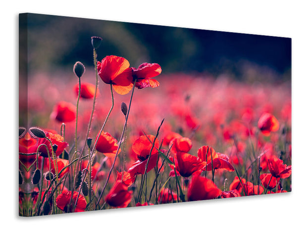 Vászonképek In the poppy field