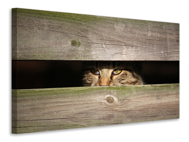 Vászonképek Cat in hiding