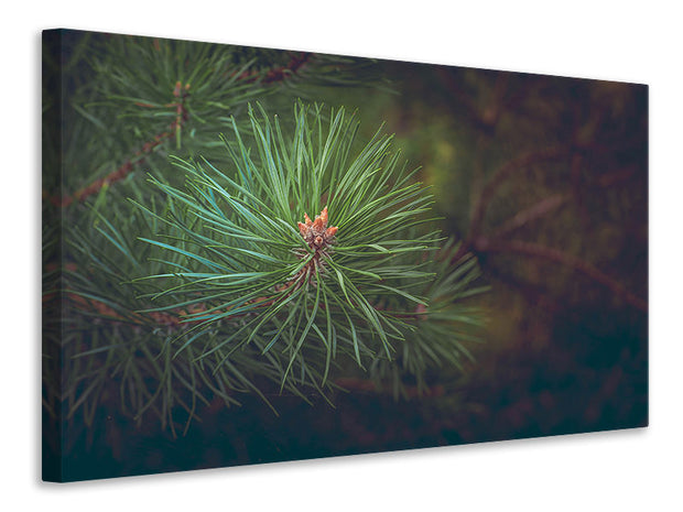 Vászonképek Pine tree close up