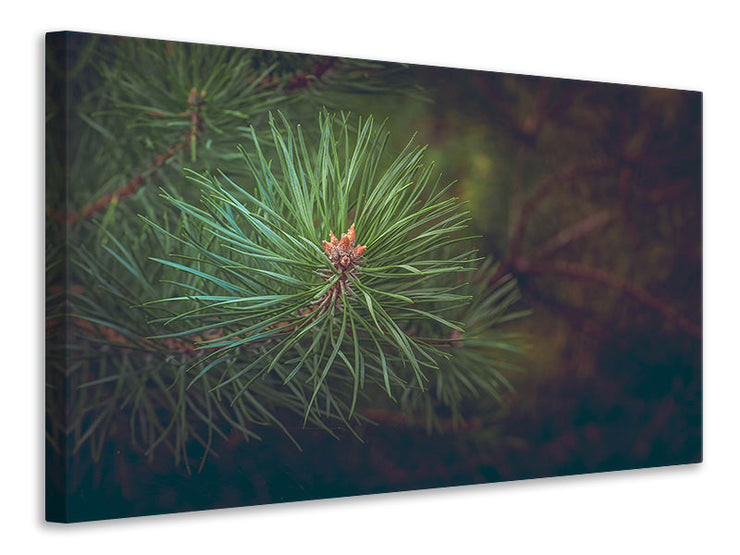 Vászonképek Pine tree close up