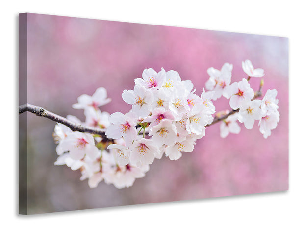 Vászonképek Cherry Blossoms XXL